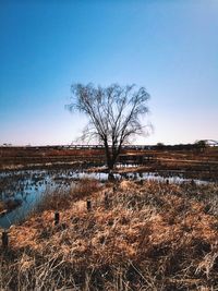 Bare trees on landscape against clear sky