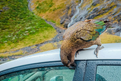 Bird perching on car roof during rainy season