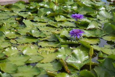 Close-up of purple lotus water lily in lake