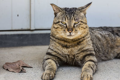Close-up portrait of cat sitting