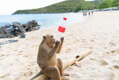 Monkey with garbage plastic a bottle of water on the beach due to water shortage and