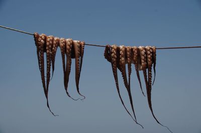 Low angle view of dried hanging against clear blue sky