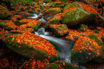 View of waterfall in forest during autumn