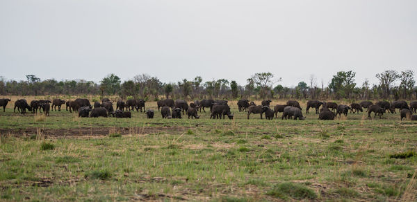 Water buffaloes grazing on field against sky