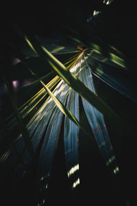 Low angle view of illuminated palm leaf 