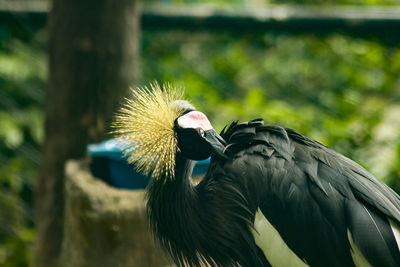 Black crowned crane in the zoo