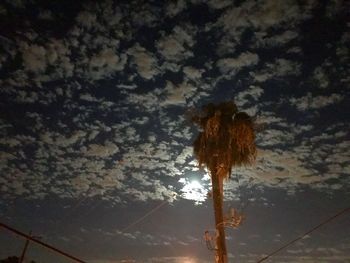 Low angle view of trees against sky