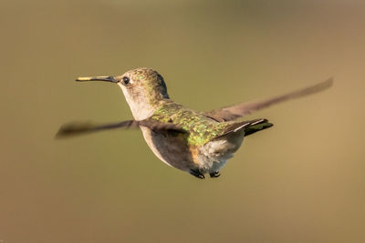 Close-up of a bird flying