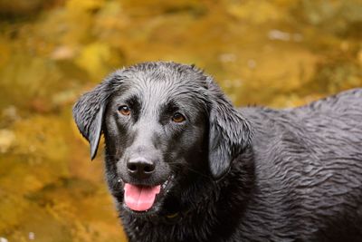 Close-up portrait of a dog