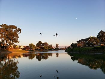 Birds flying over lake