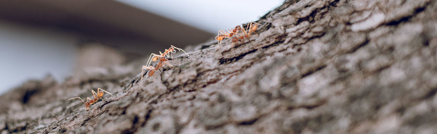 Close-up of insect on tree trunk