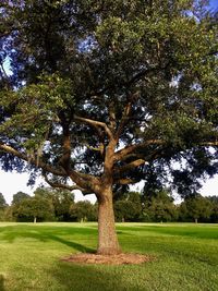 Trees on field