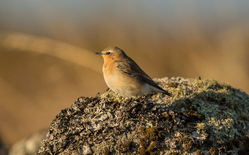 Close-up of bird perching on rock