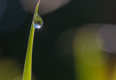 Close-up of water drops on leaf against blurred background