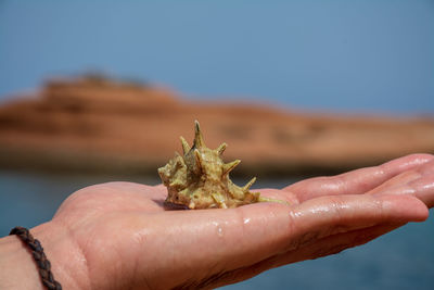 Close-up of hand holding leaf