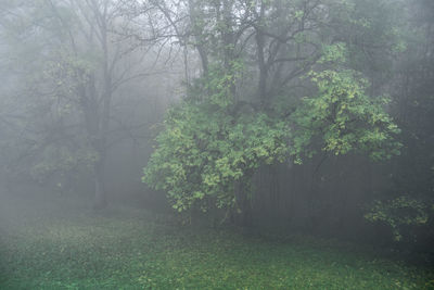 Trees in forest during foggy weather