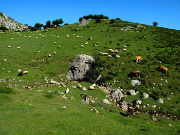 Flock of sheep grazing in a field