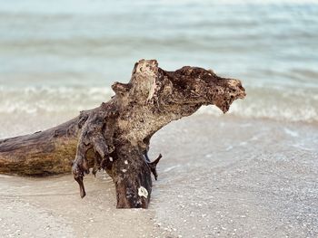 Drift wood on the shore 