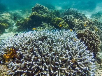 View of fish in sea