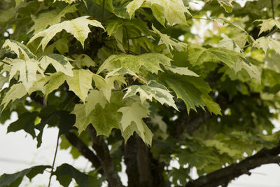 Close-up of leaves