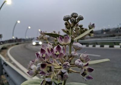 Close-up of purple flowering plant against sky