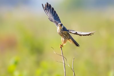 Close-up of bird flying