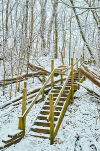 Snow covered land and bare trees in forest