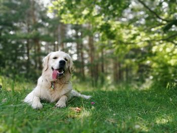 Labrador retriever lying on grassy field in forest