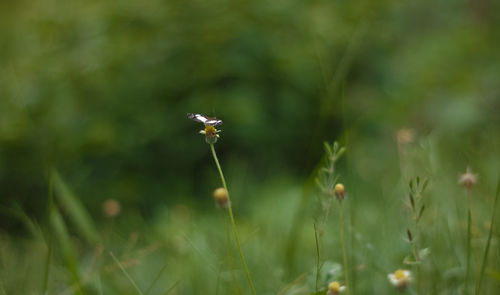 Close-up of flower blooming outdoors