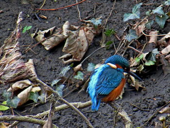High angle view of bird perching on branch