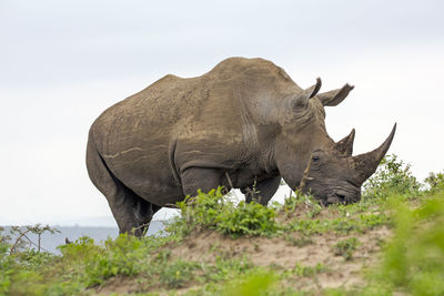 Side view of elephant against clear sky