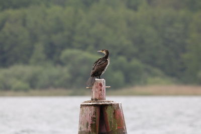 Bird perching on wooden post