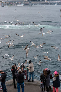 Group of birds flying over sea