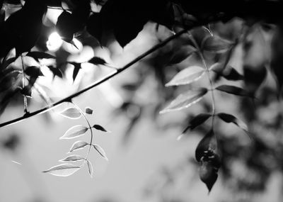 Close-up of flowering plant