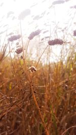 Close-up of dried plant on land