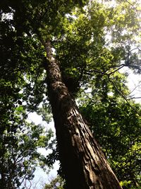 Low angle view of trees in the forest