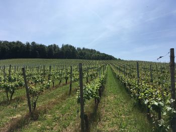 The vineyards in the markgräfler land full of new shoots and fruit rates