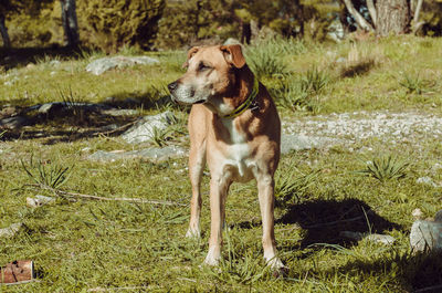 Dog on field