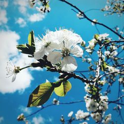 Low angle view of flowers blooming on tree against blue sky