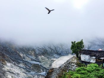 Bird flying against rocky mountains during foggy weather