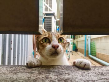 Close-up portrait of a cat