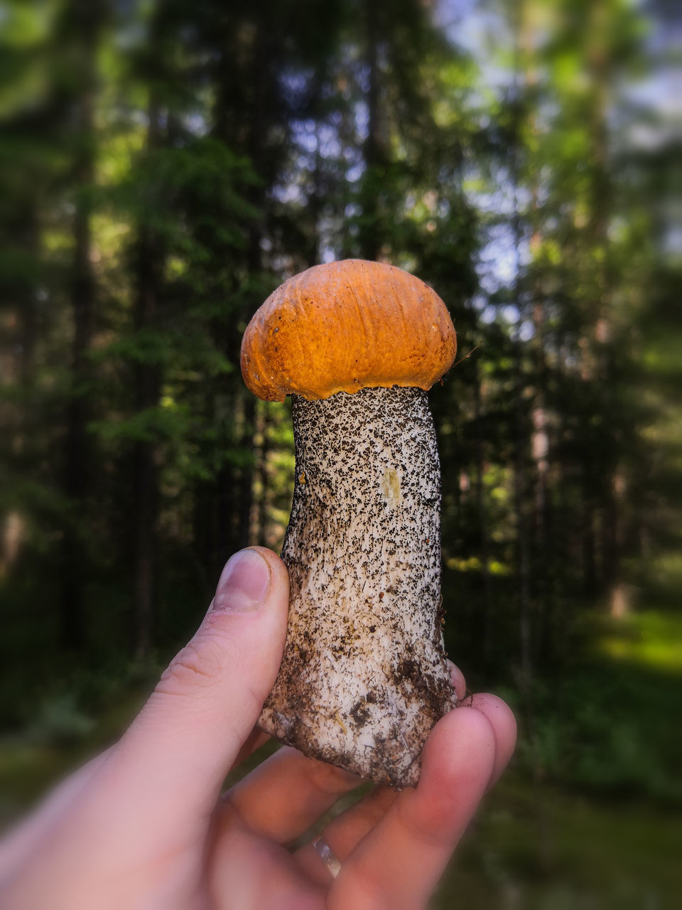 CLOSE-UP OF PERSON HOLDING MUSHROOM