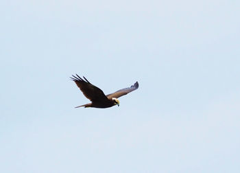 Low angle view of seagull flying