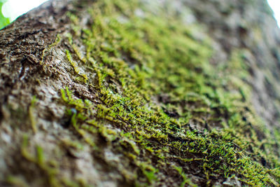 Close-up of moss on tree trunk