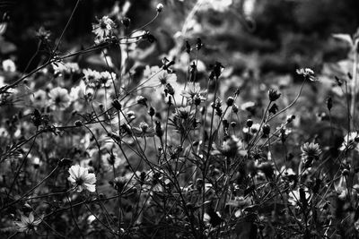 Plants growing on field