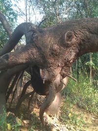 Elephant on tree