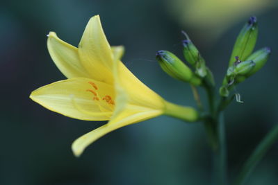 Close-up of yellow flowering plant