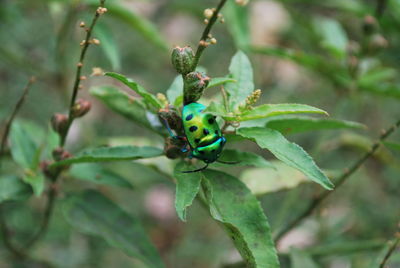 Close-up of insect on plant