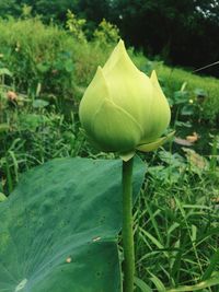 Close-up of flower blooming outdoors