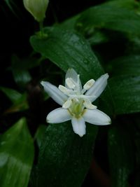 Close-up of white flowers